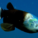 Illustration for article titled A Fish With a Transparent Head